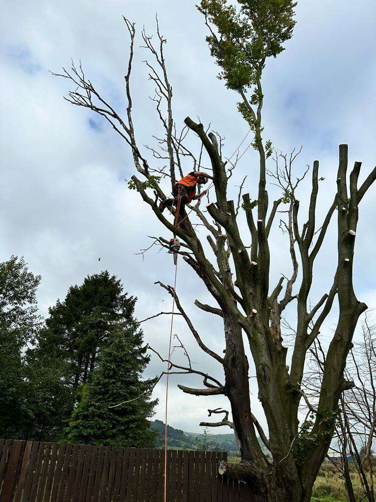 arborist-Pruning-tree Tree-surgeon-pruning-a-tree-in-Bradford