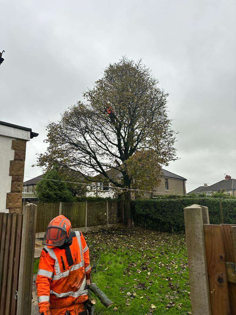 large-tree-in-garden Large-tree-in-garden
