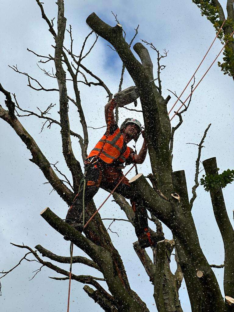 tree-removal-Bradford Arborist removing a tree in Bradford